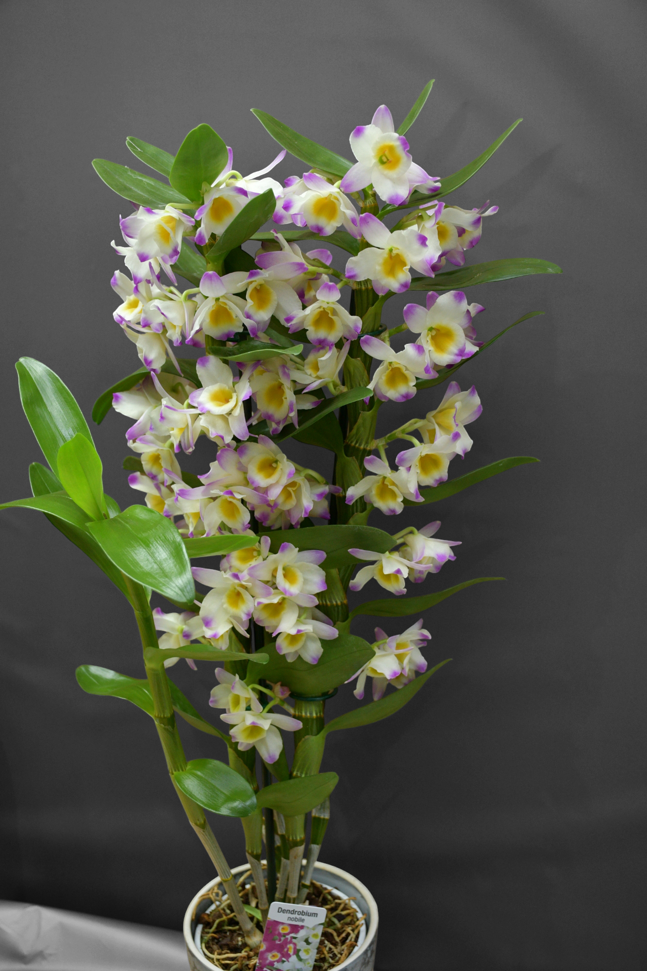 Dendrobium Nobile kokulu